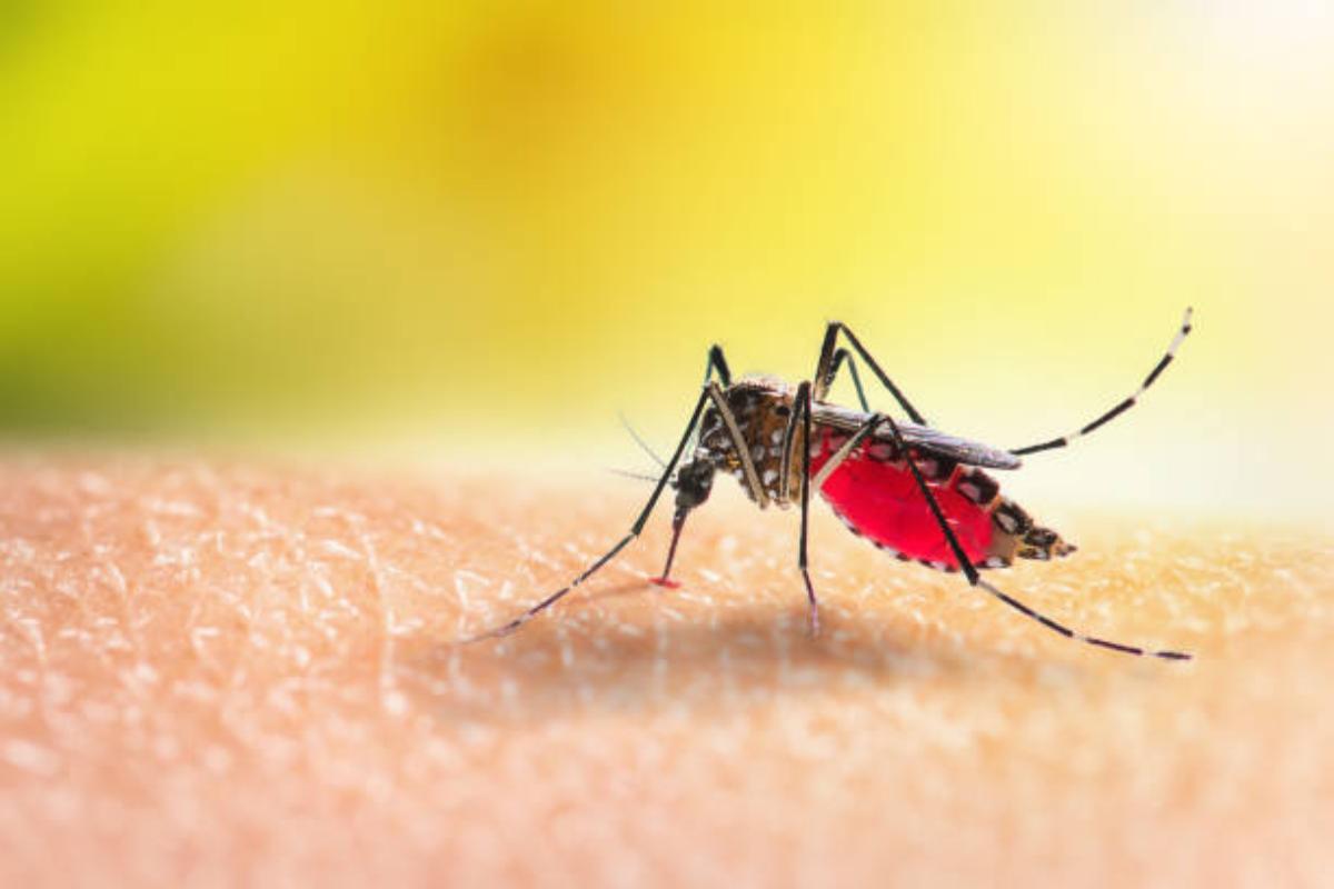 Zanzara Aedes che punge un uomo