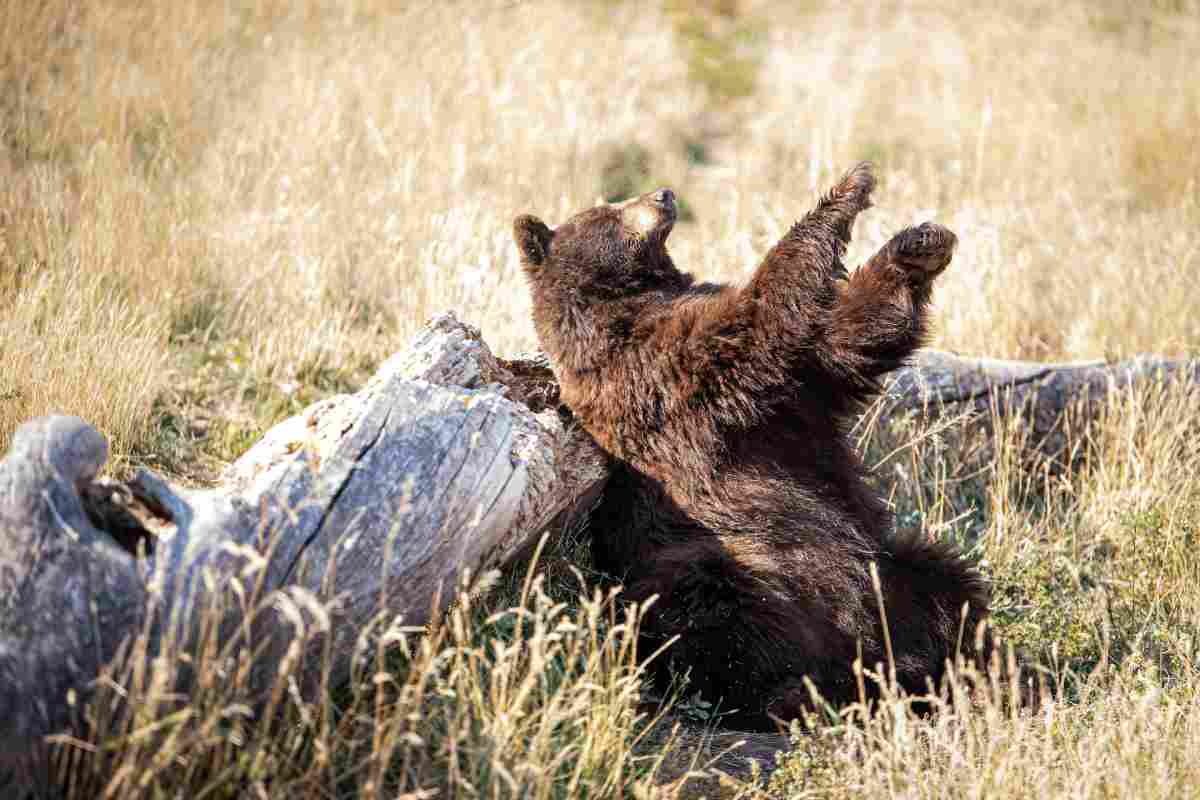 Orso che si gratta ad un tronco secco