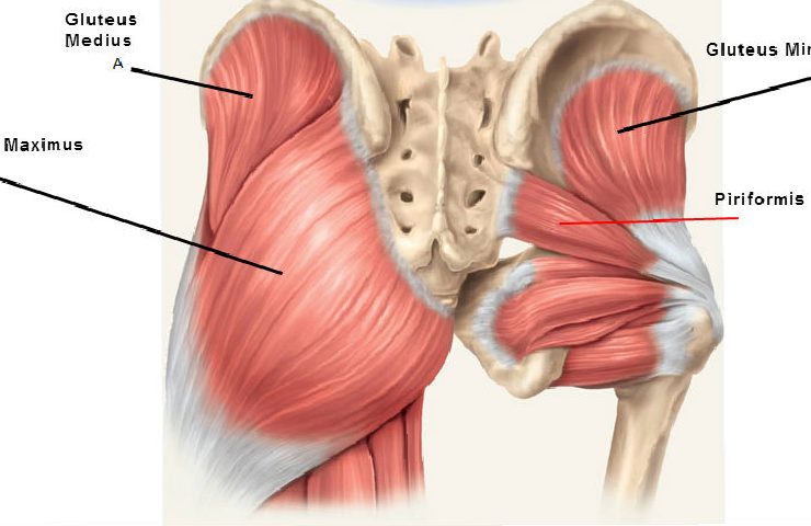 struttura del gluteo