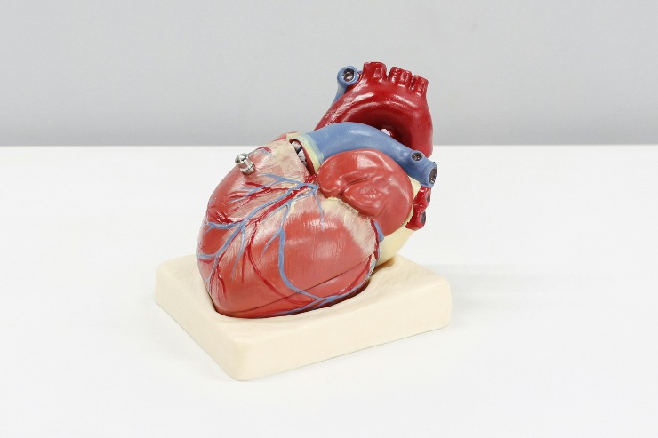 Modellino di cuore anatomicamente accurato