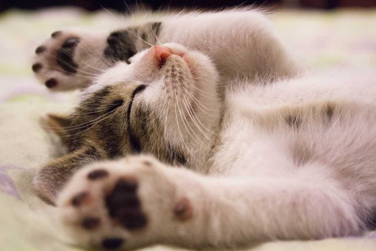 Un gatto che si rilassa durante le coccole