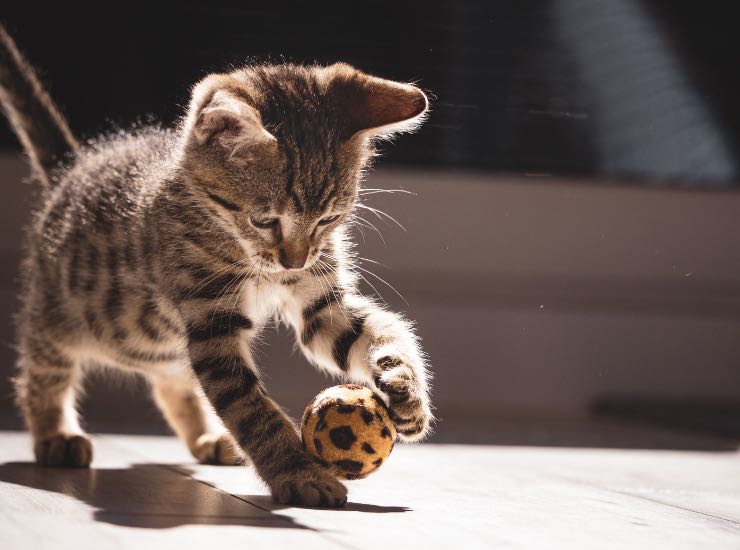Un gattino gioca con una pallina