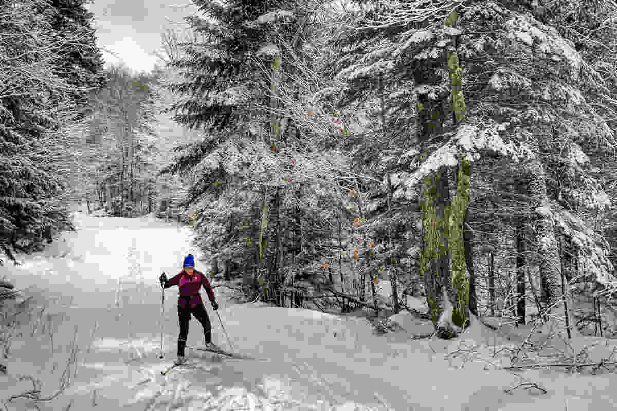Una donna pratica sci di fondo in un bosco innevato
