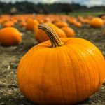 La zucca è uno degli alimenti che aiuta a dormire meglio