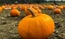 La zucca è uno degli alimenti che aiuta a dormire meglio