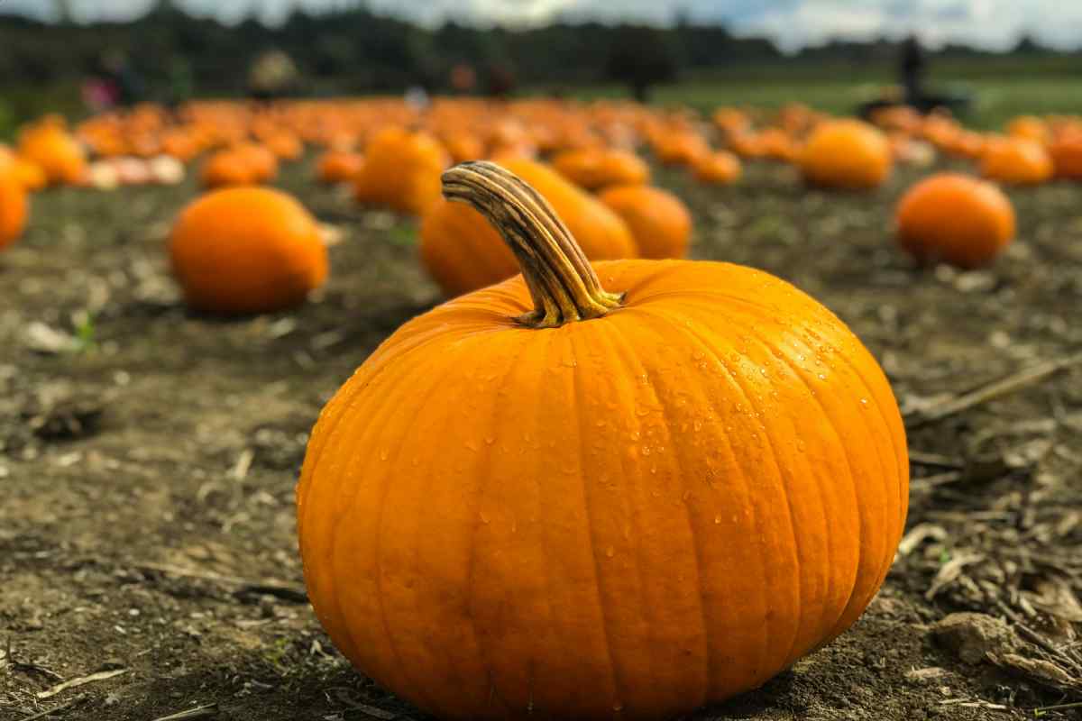 La zucca è uno degli alimenti che aiuta a dormire meglio